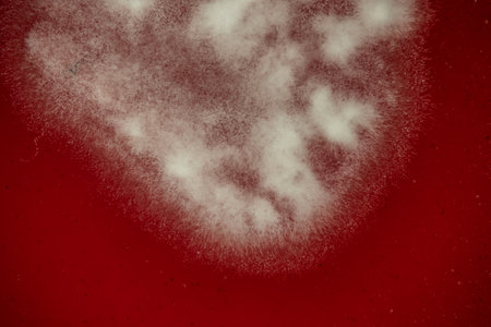 Scientist holds a petri dish with bacteria from fingerprints for research close-up