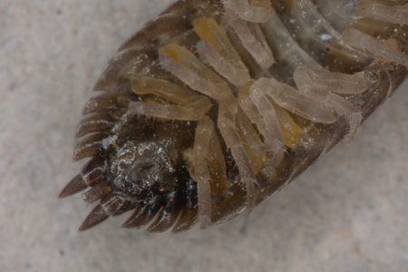 small brown woodlice with feelers and legs under the magnifyer