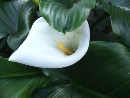 New Flowersの写真素材