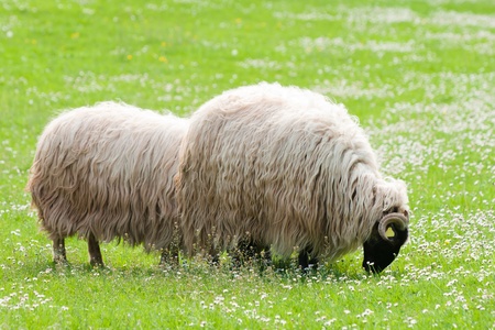 Sheep grazing in green meadowの写真素材