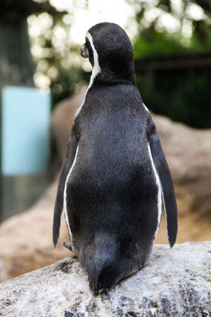 The beauty penguin that looking into the distanceの写真素材