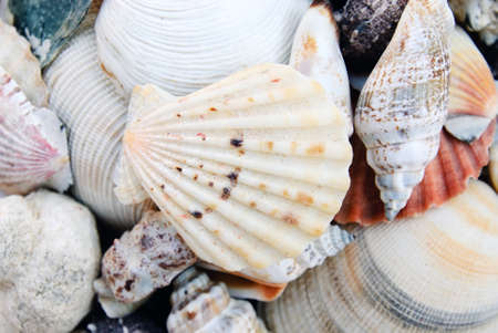 shells isolated