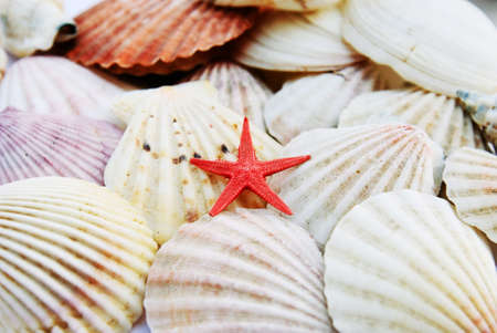 shells isolatedの写真素材