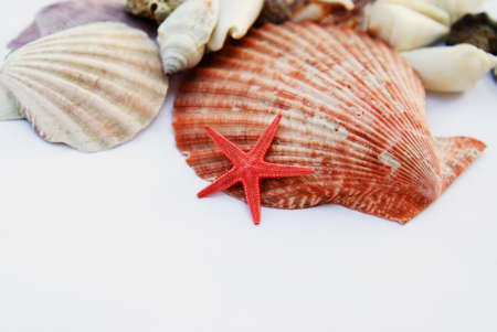 shells isolatedの写真素材