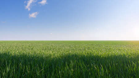 Green field in sunny day