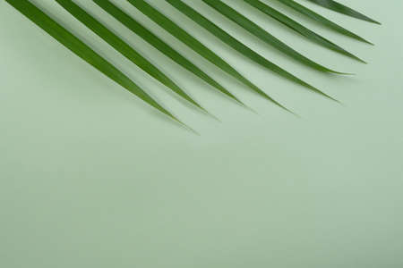 Tropical Palm Tree on vivid green backgroundの写真素材