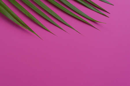 Minimal Palm Tree on vivid pink background blog website socialmediaの写真素材