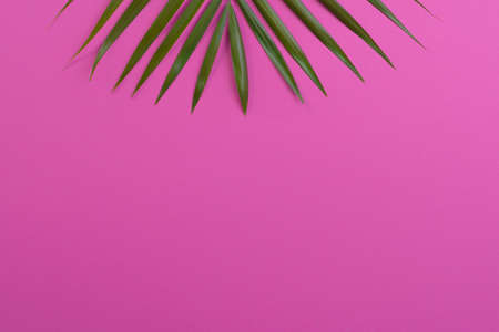 Minimal Palm Tree on vivid pink background blog website socialmediaの写真素材
