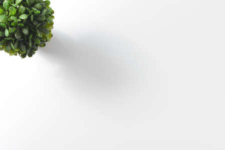 Small green plants on white background copyspaceの写真素材