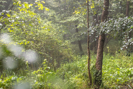 Misty forest creek with setting sun. RIver in steamy weather.