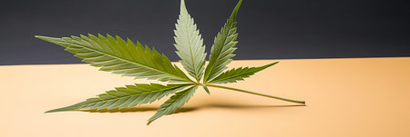 Marijuana leaf composition on a bright background. CBD Oil or hemp procuct ad, blogpost or print.の素材