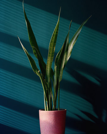 house plant in the sunの素材