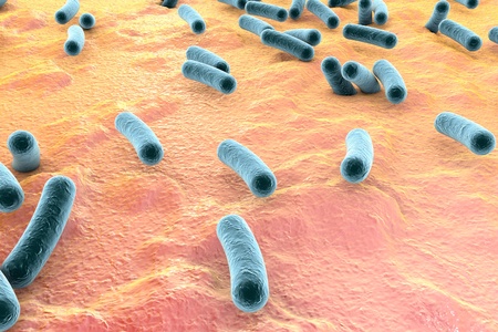 Bacteria on surface of skin, mucous membrane or intestine, model of Escherichia coli, Salmonella, Klebsiella, Legionella, Mycobacterium tuberculosis, model of microbes, simulating electron microscopeの写真素材