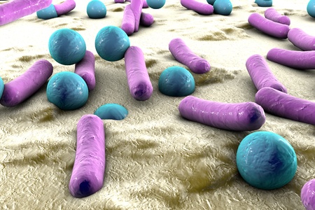 Bacteria on the surface of skin or mucous membrane, model of staphylococcus and streptococcus, model of microbes, bacteria simulating electron microscope, pyogenic bacteria, enteric bacteriaの写真素材