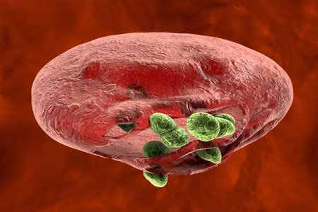 Malaria. Release of malaria parasites from red blood cell, 3D illustration