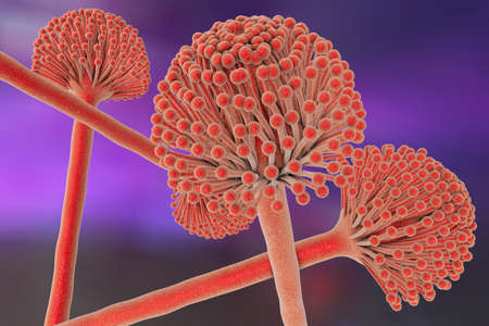 Black mold fungi Aspergillus, which produce aflatoxins and cause pulmonary infection aspergillosis....