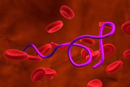 Illustration of Ebola virus in blood with red blood cells, model of virus, realistic illustration of microbes, microorganisms, viruses, microscopic view, hemorrhagic fever virusの写真素材