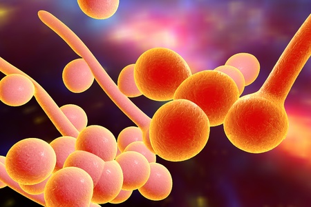 Digital illustration of fungi Candida albicans which cause candidiasis on colorful background. Pathological fungus or yeast. Microscopic view. Medical background. Healthcare backgroundの写真素材