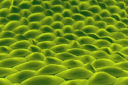 Layer of cells, human skin cells, epithelial cells, histology illustration, anatomy illustration, medical illustration, scientific backgroundの写真素材