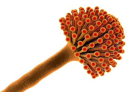 Fungi Aspergillus niger isolated on white background, black mold, which produce aflatoxins, cause...