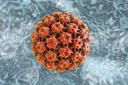 Human papillomavirus, a virus which causes warts located mainly on hands and feet. Some strains...