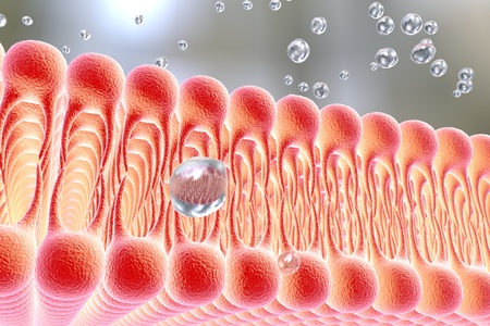 Cell membrane, lipid bilayer, digital illustration of a diffusion of liquid molecules through cell membrane, microscopic view of a cell membrane, biology background, medical backgroundの写真素材