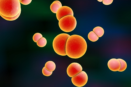 Digital illustration of bacteria Neisseria gonorrhoeae or Neisseria meningitidis, gonococcus and meningococcus; closeup viewの写真素材