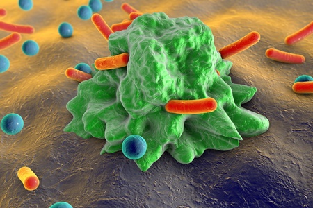 Phagocytosis. Macrophage engulfing bacteria of different shapesの写真素材