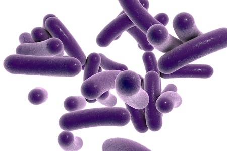 Illustration of Vibrio cholera isolated on white background, model of bacteria, realistic illustration of microbes, microorganisms, bacterium which causes choleraの写真素材