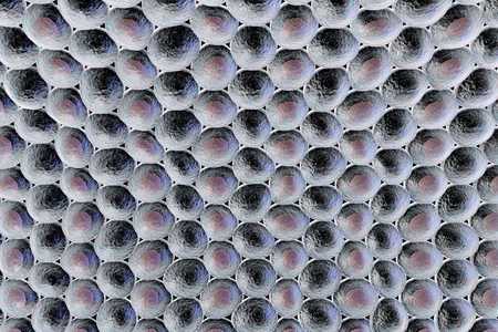 Layer of cells, human skin cells, epithelial cells, histology illustration, anatomy illustration, medical illustration, scientific backgroundの写真素材