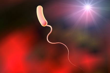Digital illustration of Vibrio cholerae, model of bacteria, realistic illustration of microbes, microorganisms, bacterium which causes choleraの写真素材