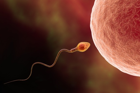 Fertilization. Insemination of human egg cell by sperm cellの写真素材