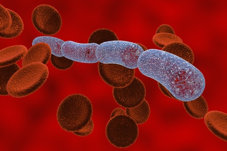 Three-dimensional drawing of rod-shaped bacteria in blood with red blood cells, streptobacilli, Bacillus anthracis, antrax, model of bacteria, realistic illustration of microbes, microorganismsの写真素材