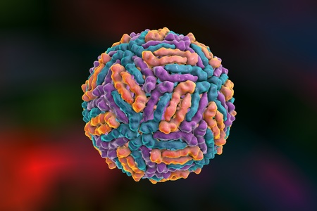 West Nile virus WNV, a model is built using data of viral macromolecular structure furnished by Protein Data Bank PDB 3J0Bの写真素材