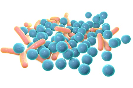 Rod-shaped and spherical bacteria, Escherichia coli, Salmonella, Shigella, Klebsiella, Mycobacterium...