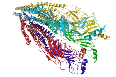 Acetylcholine receptor isolated on white background. A model is built using data of molecular structure from Protein Data Bankの写真素材
