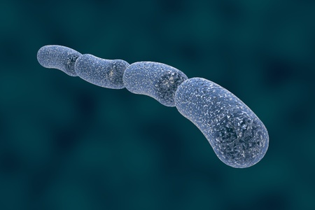 Three-dimensional drawing of rod-shaped bacteria in blue color, streptobacilli, Bacillus anthracis, antrax, model of bacteriarealistic illustration of microbes, microorganisms, bacteriaの写真素材