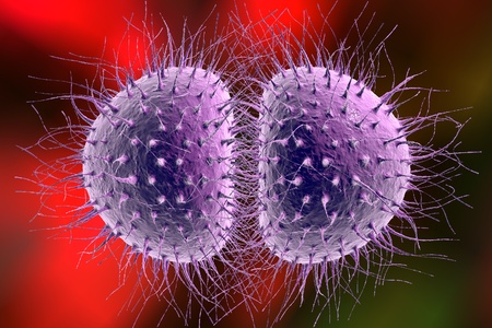 Digital illustration of bacteria Neisseria gonorrhoeae or Neisseria meningitidis, gonococcus and meningococcus on colorful background; closeup viewの写真素材