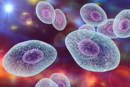 Pneumocystis carinii, opportunistic fungus which causes pneumonia in patients with HIVの写真素材