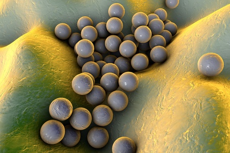 Bacteria Staphylococcus aureus on the surface of skin or mucous membrane, model of staphylococcus, superbug, MRSA, model of microbes, bacteria simulating electron microscope, pyogenic bacteriaの写真素材