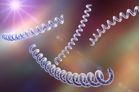 Microscopic illustration of Treponema pallidum, bacterium which causes syphilis, sexually transmitted bacterium, realistic illustration of microbes, microorganismの写真素材