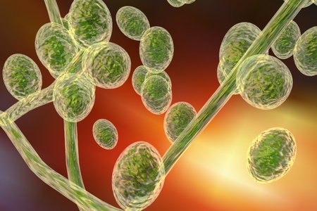 Microscopic illustration of fungi Trichophyton rubrum which cause tinea, athlete's foot, ringworm, jock itch and similar infections of the skin, nail, beard and scalp on colorful backgroundの写真素材
