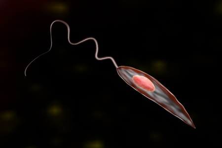 Leishmania. Promastigotes of Leishmania parasite which are found in mosquito midgut or laboratory cultures. Leishmania tropic, Leishmania major, Leishmania donovani or other Leishmaniaの写真素材