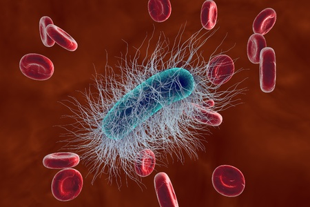 Escherichia coli in blood with red blood cells, model of bacteria, realistic illustration of...