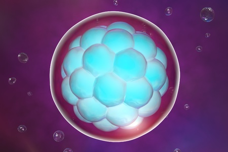 Human embryo on colorful background. 3D viewの写真素材