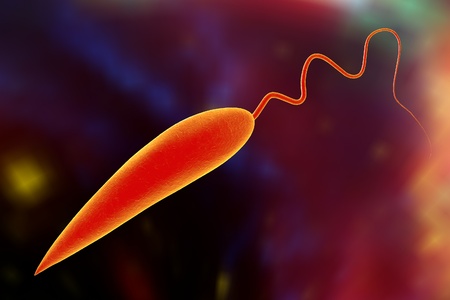 Leishmania. Promastigotes of Leishmania parasite which are found in mosquito midgut or laboratory cultures. Leishmania tropic, Leishmania major, Leishmania donovani or other Leishmaniaの写真素材
