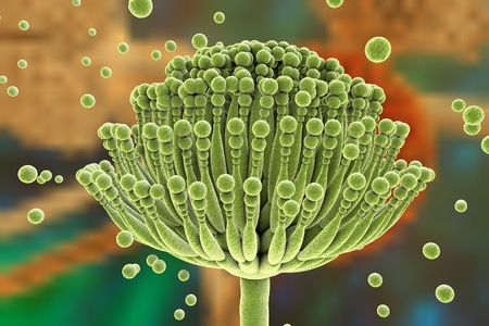 Fungi Aspergillus, Aspergillus fumigatus, Aspergillus niger on colorful background, black mold, which produce aflatoxins, cause pulmonary infection aspergillosisの写真素材