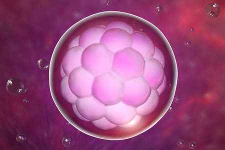 Human embryo on colorful background. 3D viewの写真素材