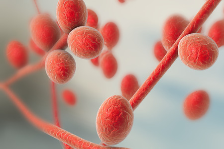 Microscopic illustration of fungi Trichophyton rubrum which cause tinea, athlete's foot, ringworm,...