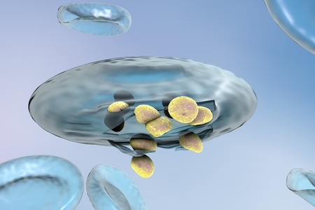 Malaria. Release of malaria parasites from red blood cell. Merozoites of Plasmodium falciparum, Plasmodium vivax, Plasmodium malariae or Plasmodium ovaleの写真素材